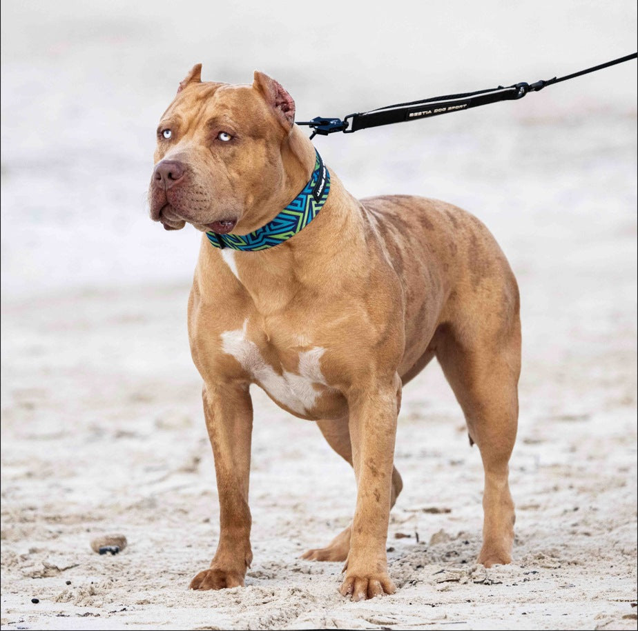 Bestia Hundesport GripPro Halsband - Blau & Grün