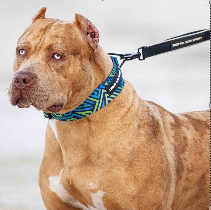 Bestia Hundesport GripPro Halsband - Blau & Grün