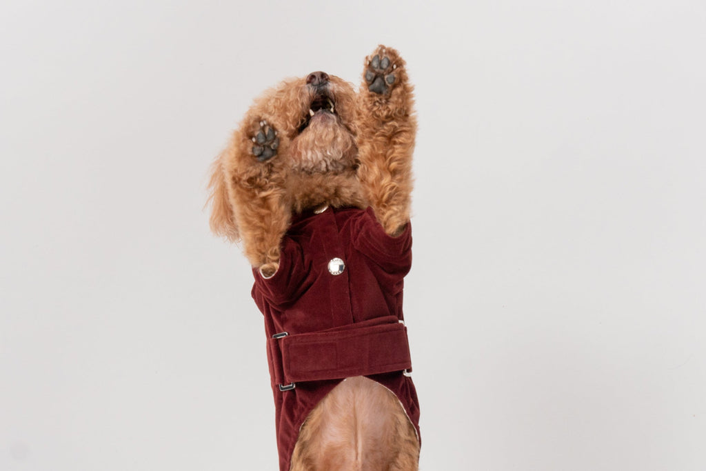 HUSTON HOODIE - DUNKELBORDEAUX