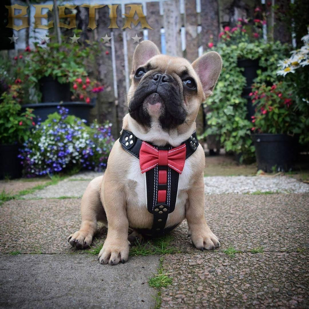 El arnés de cuero hecho a mano "Bowtie" negro, talla pequeña a mediana