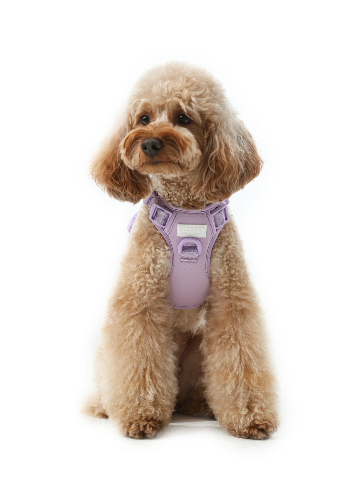 NO PULL ACTIVE  PET HARNESS - MINT PURPLE.