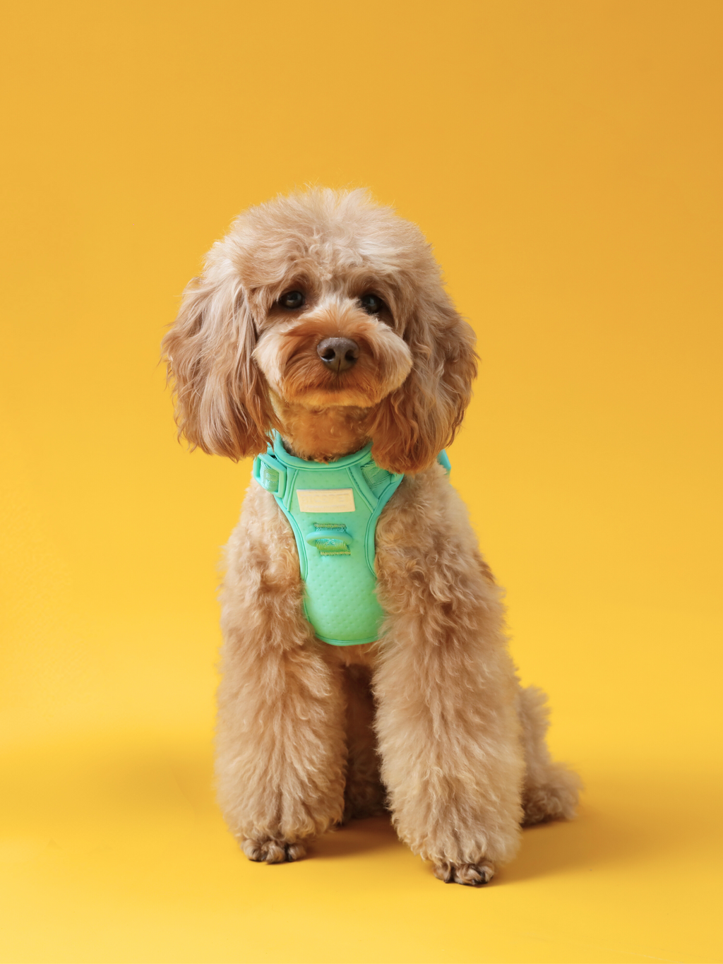NO PULL ACTIVE  PET HARNESS - MINT GREEN.