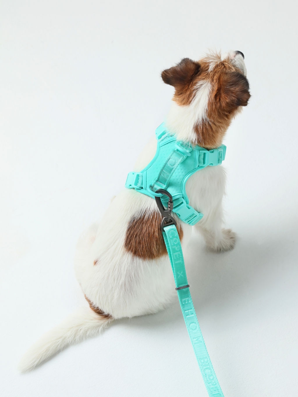 NO PULL ACTIVE  PET HARNESS - MINT GREEN.