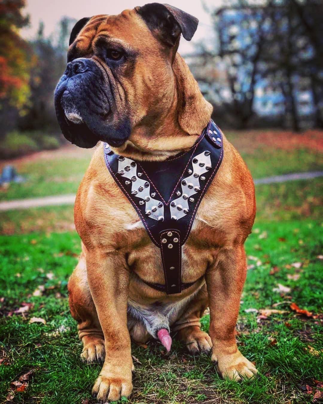 The "Steel" harness.