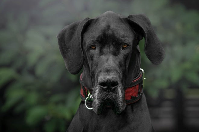 The ''Red Dragon'' Dog collar