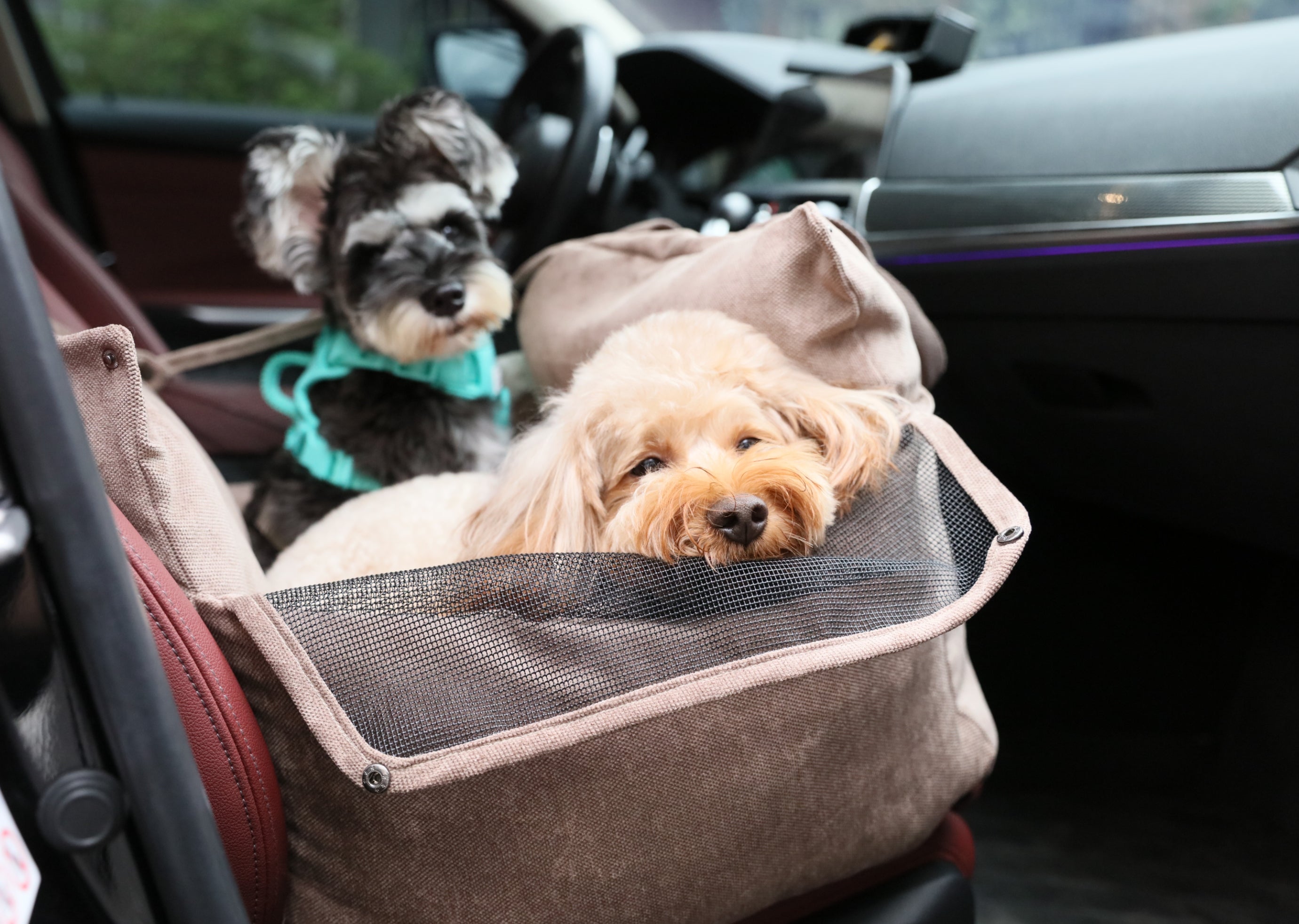 Asiento de seguridad para perro Puff Guard - Rosa