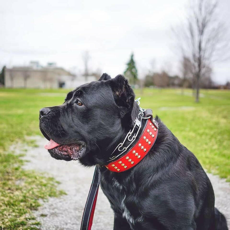 The Star — Genuine Leather Studded Dog Collar by Bestia