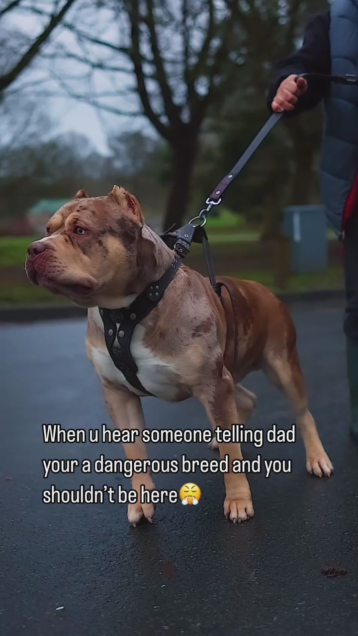 The "Hektor" harness