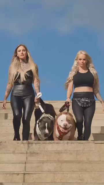 "Maximus White" BIG dog SET- Harness - collar - lead. Brass rivets