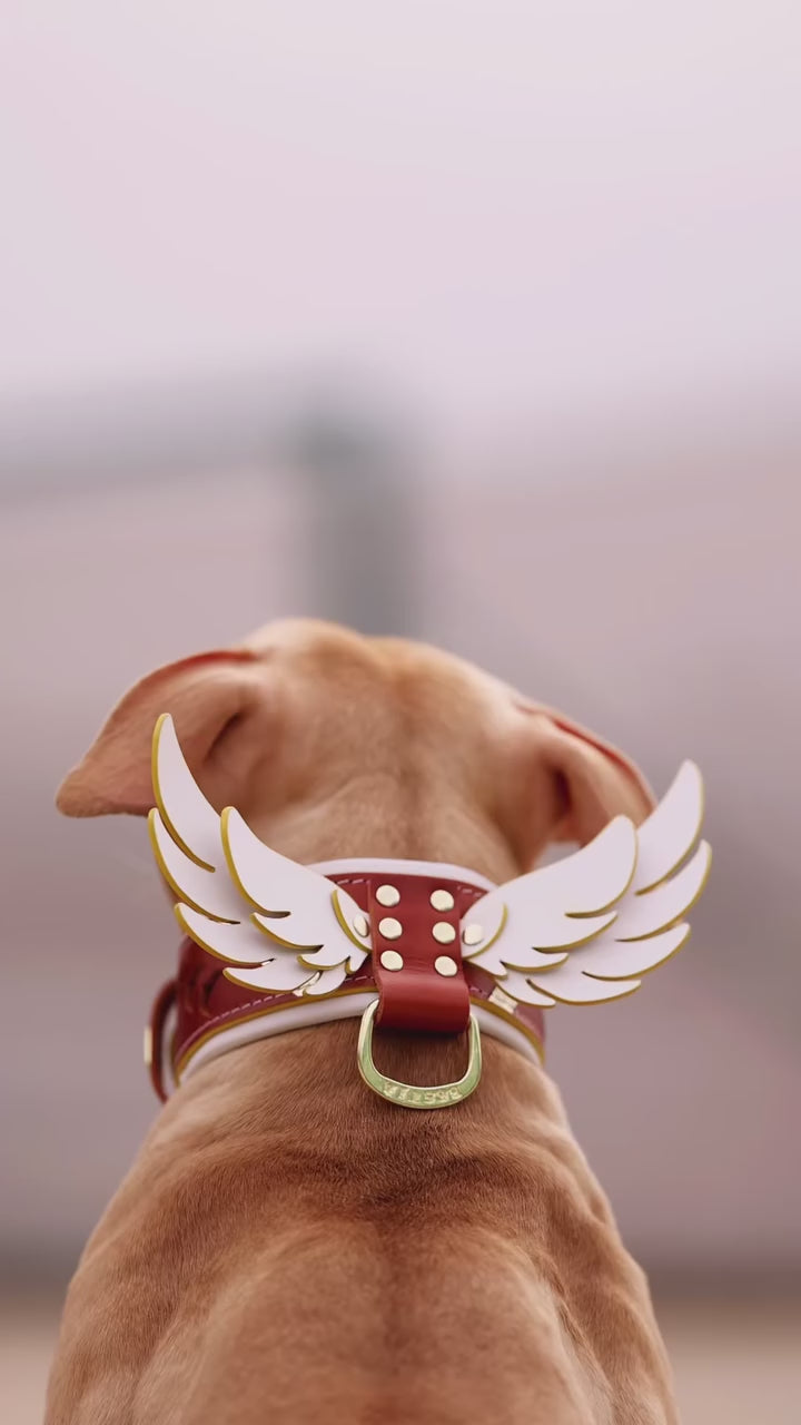 Die Leine „Hermes“