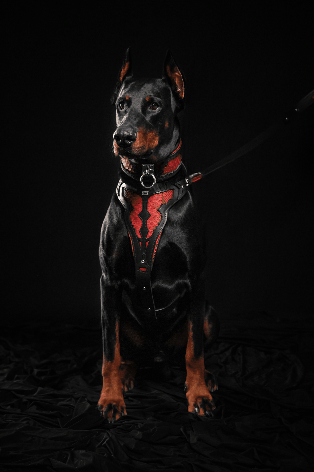 The ''Red Dragon'' Dog collar