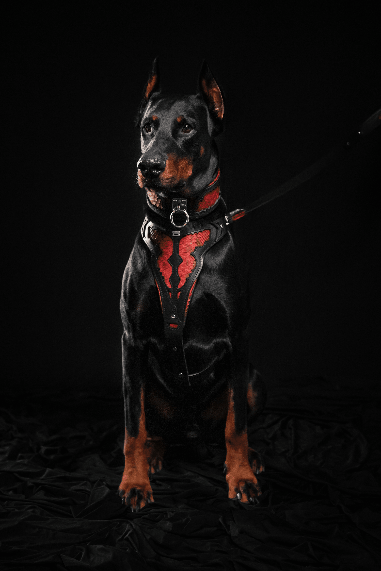 The ''Red Dragon'' Dog collar