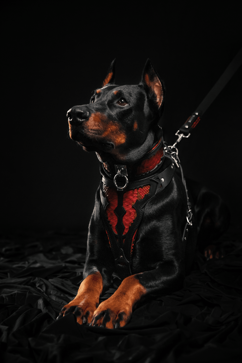 The ''Red Dragon'' Dog harness