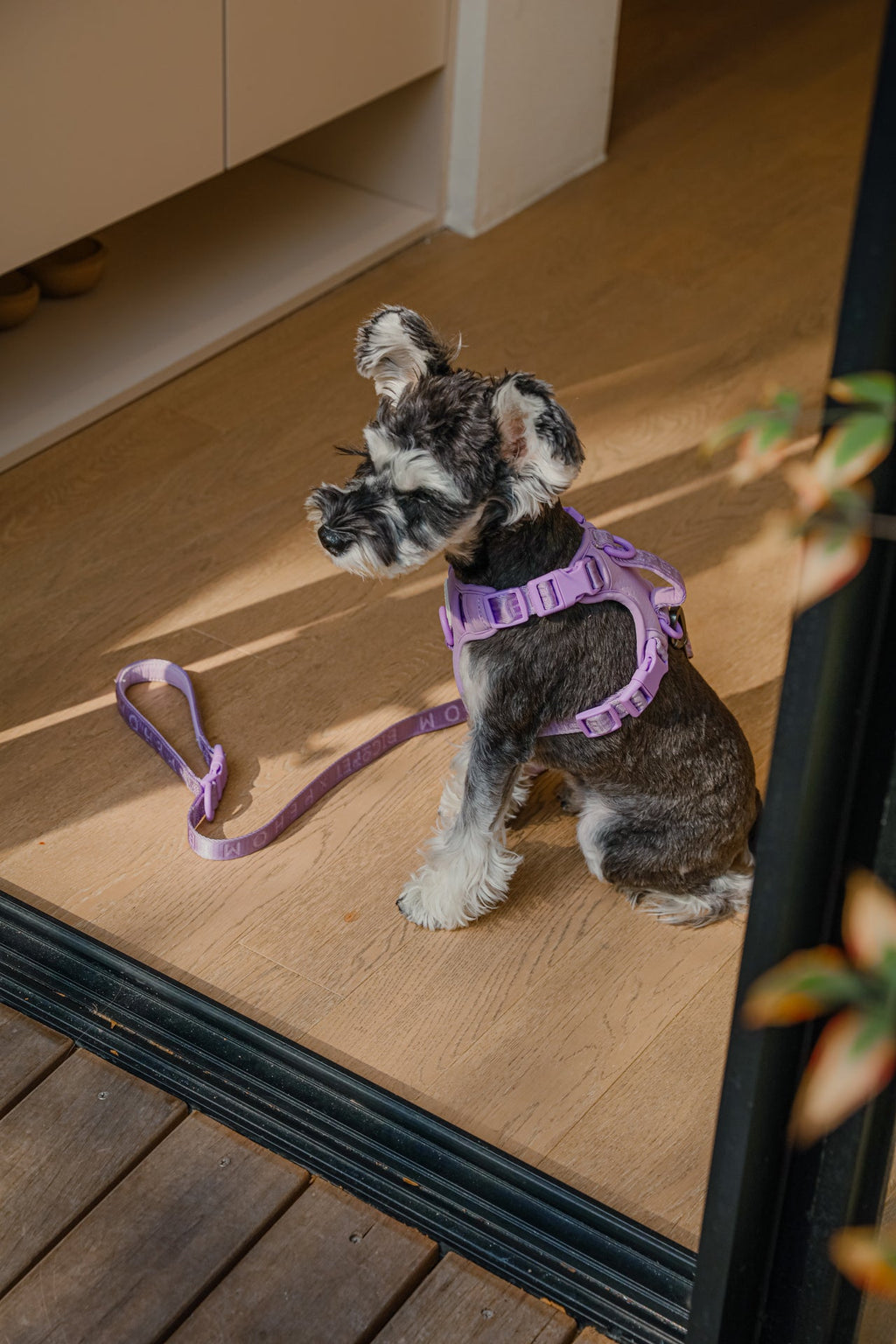 NO PULL ACTIVE  PET HARNESS - MINT PURPLE.