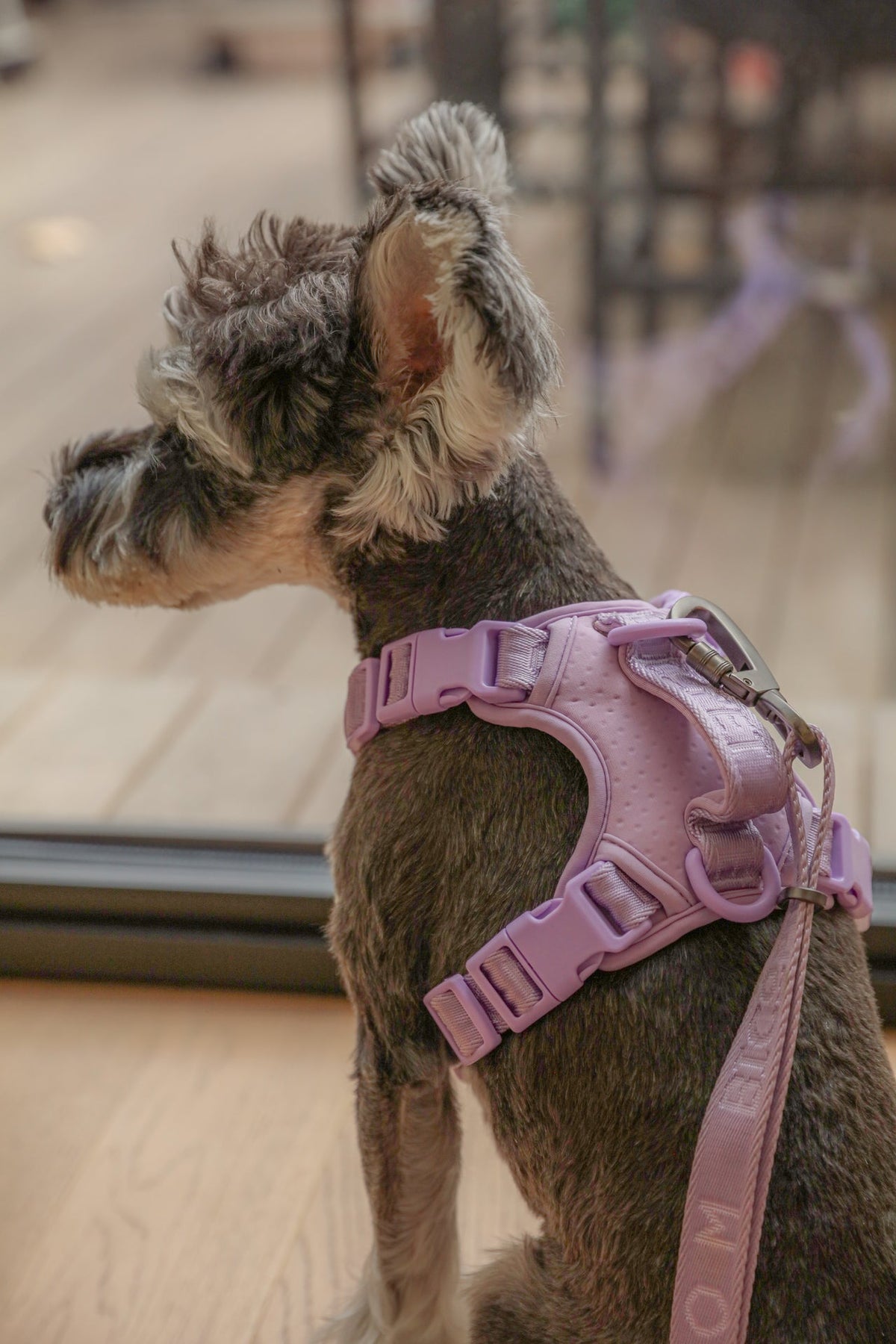 NO PULL ACTIVE  PET HARNESS - MINT PURPLE.