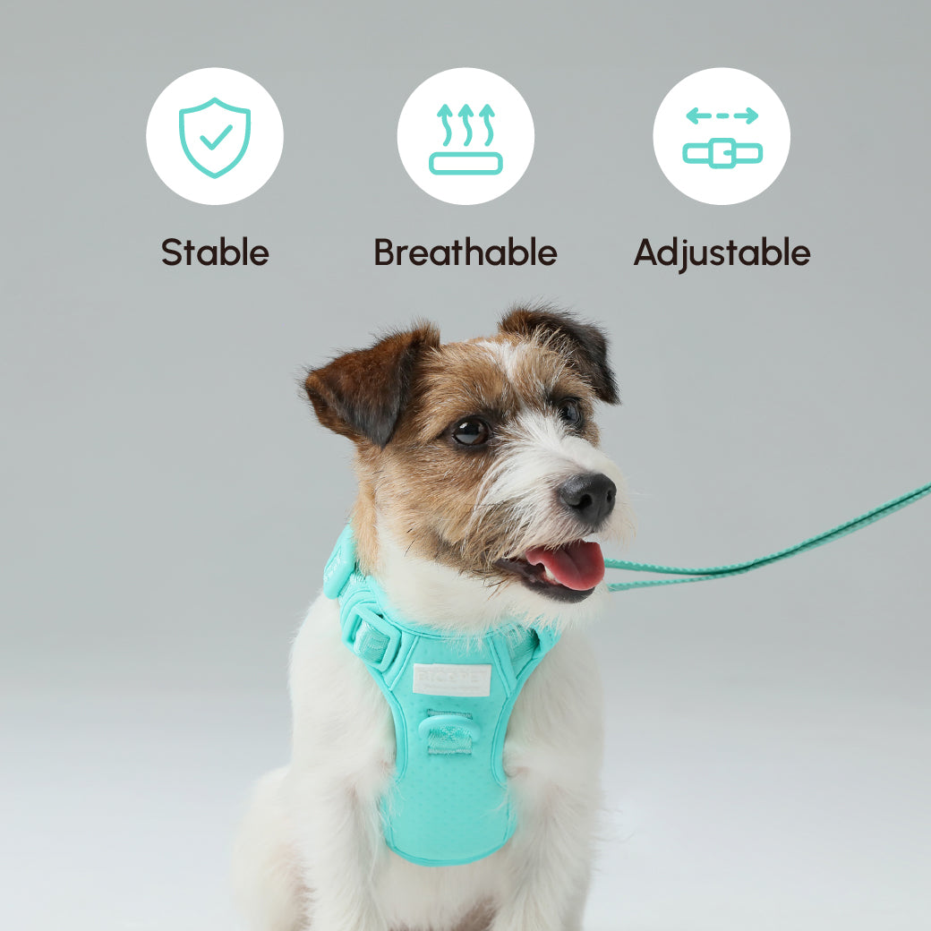 CORREA ACOLCHADA PARA MASCOTAS - VERDE MENTA