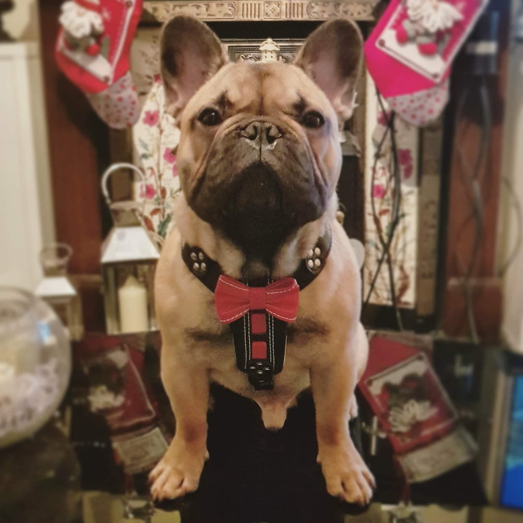 El arnés de cuero hecho a mano "Bowtie" negro, talla pequeña a mediana