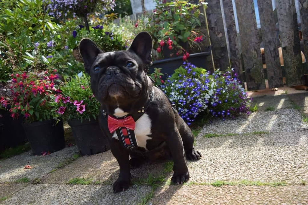 El arnés de cuero hecho a mano "Bowtie" negro, talla pequeña a mediana