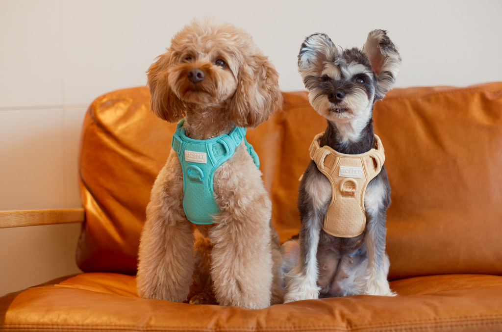 NO PULL ACTIVE  PET HARNESS - MINT GREEN.