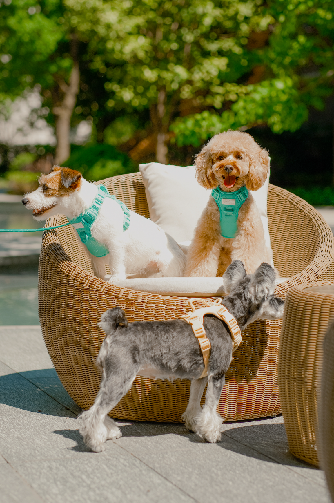 NO PULL ACTIVE  PET HARNESS - MINT GREEN.