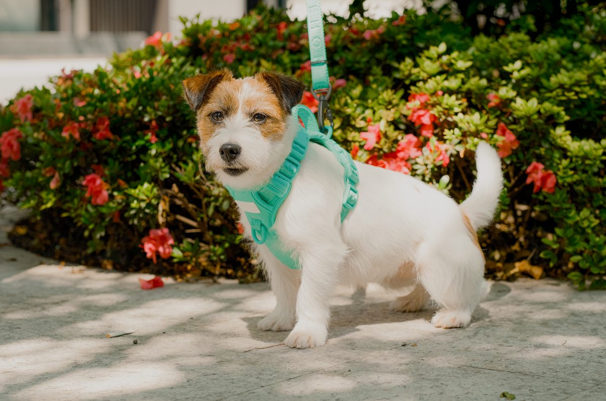 NO PULL ACTIVE  PET HARNESS - MINT GREEN.