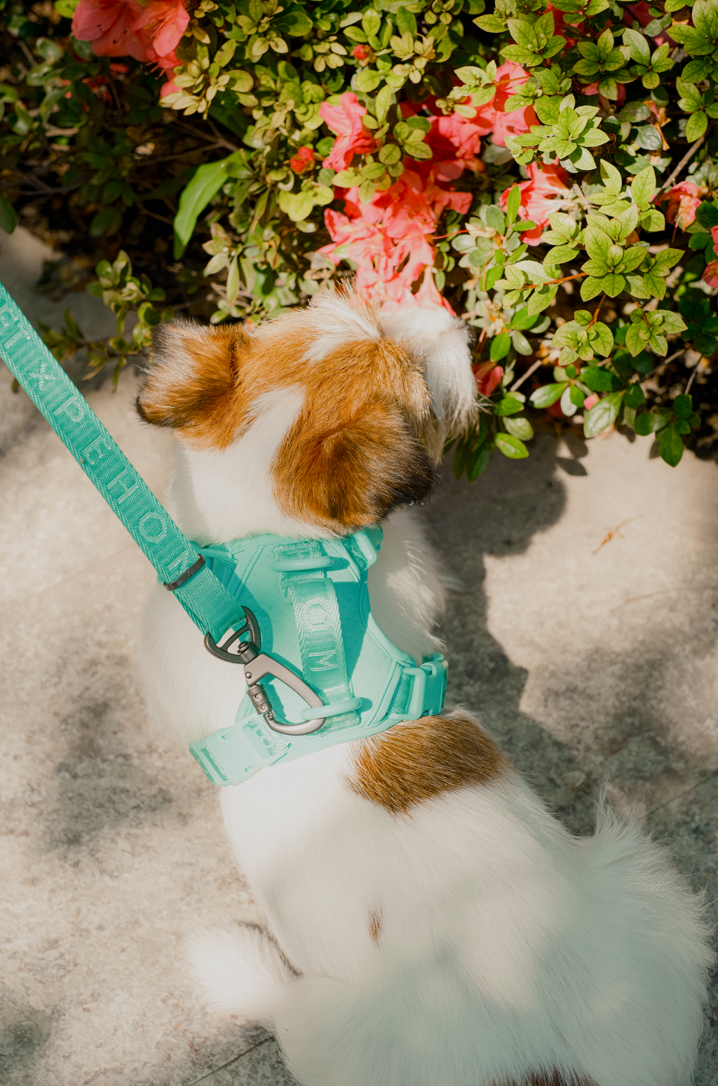 NO PULL ACTIVE  PET HARNESS - MINT GREEN.