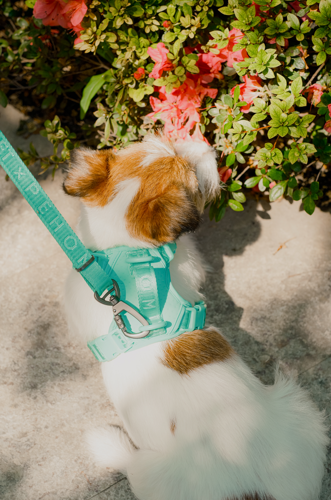 NO PULL ACTIVE  PET HARNESS - MINT GREEN.