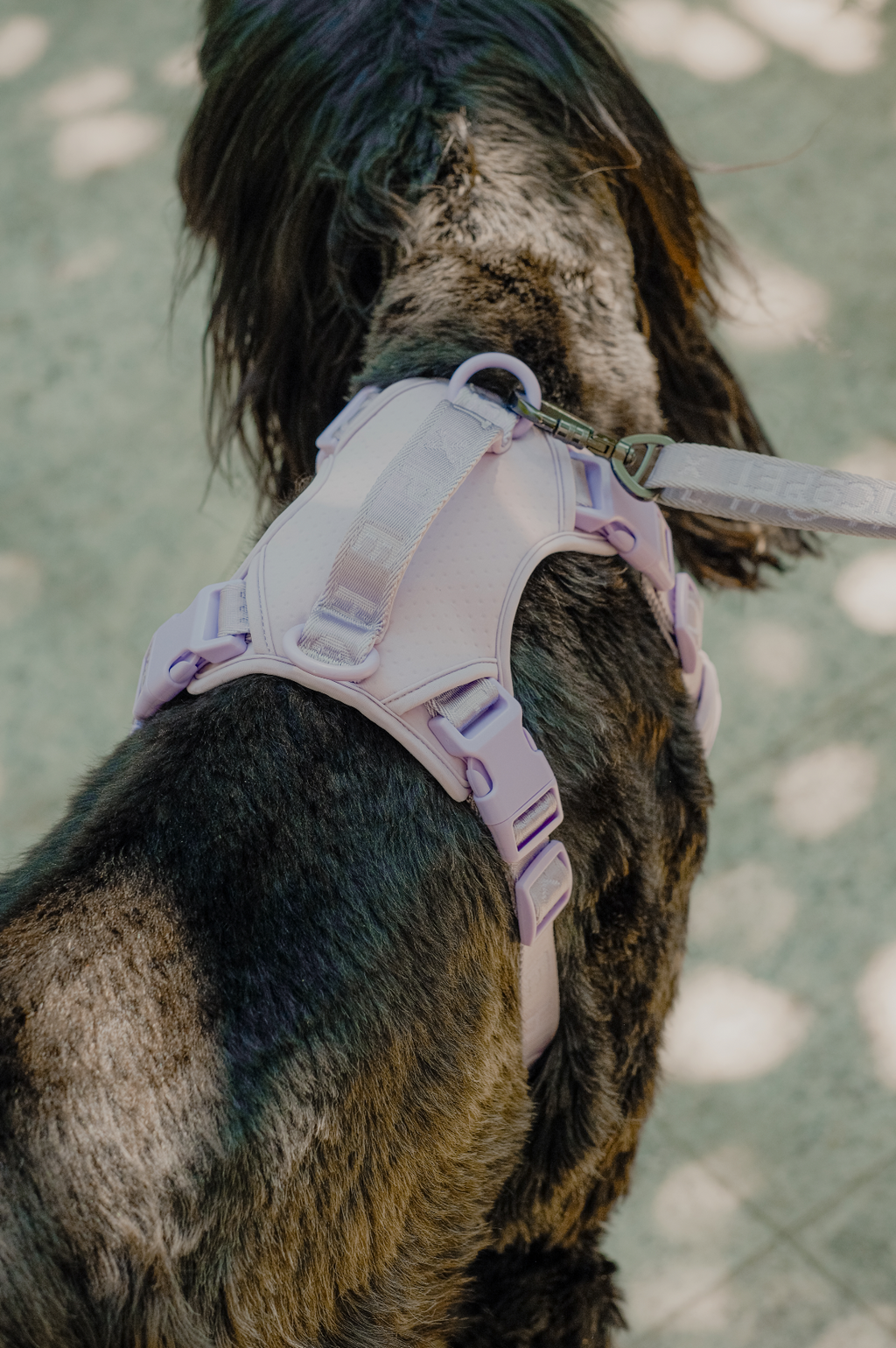 NO PULL ACTIVE  PET HARNESS - MINT PURPLE.