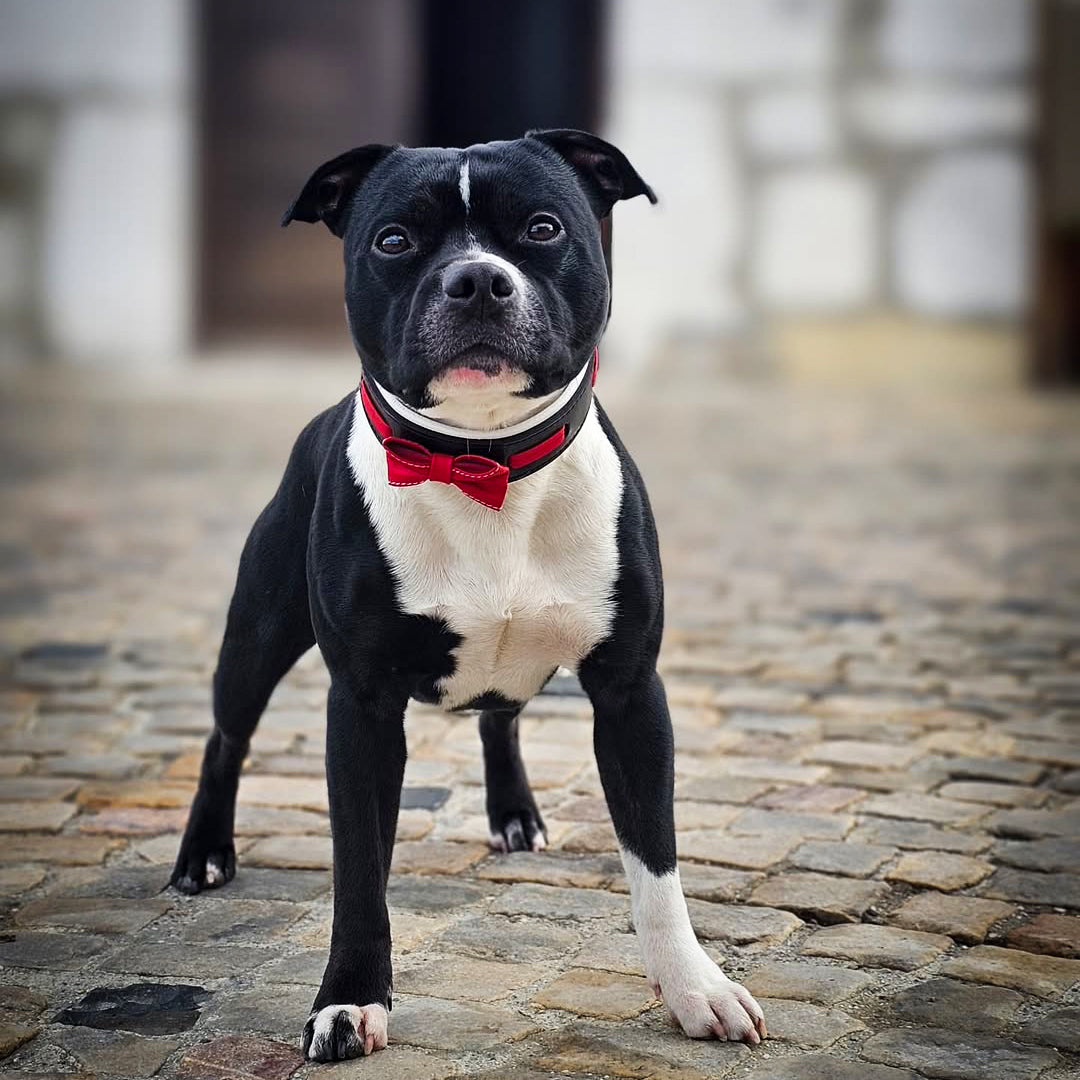 Der "Bowtie"-Kragen schwarz