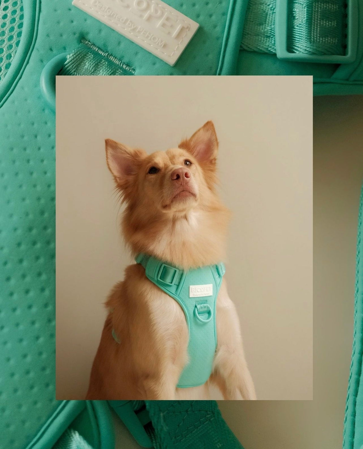 NO PULL ACTIVE  PET HARNESS - MINT GREEN.