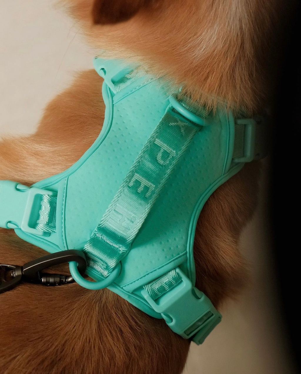NO PULL ACTIVE  PET HARNESS - MINT GREEN.