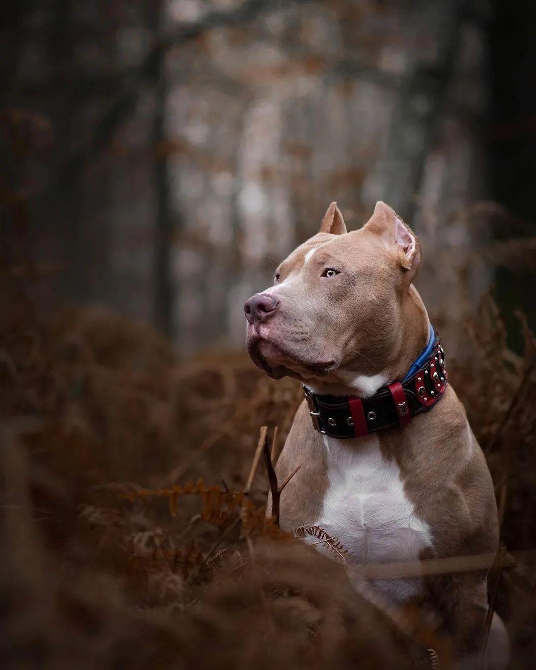 ''Captain America'' Collar.