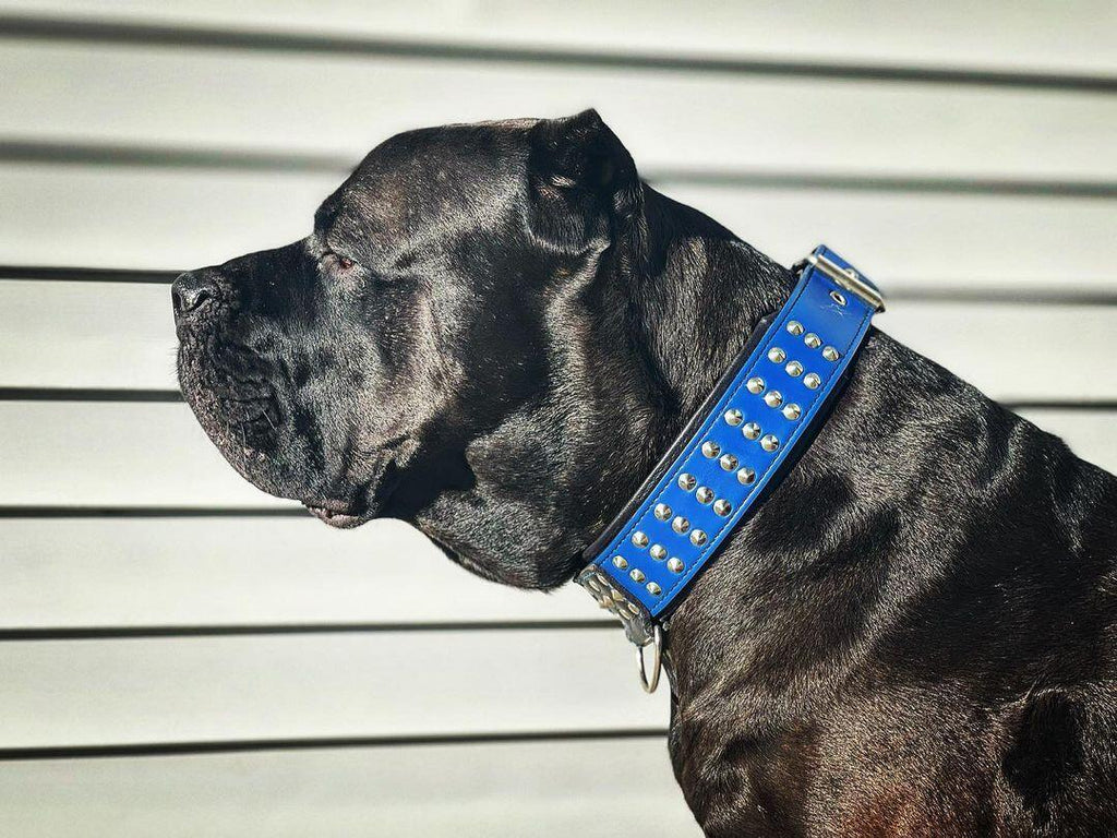 The Star — Genuine Leather Studded Dog Collar by Bestia