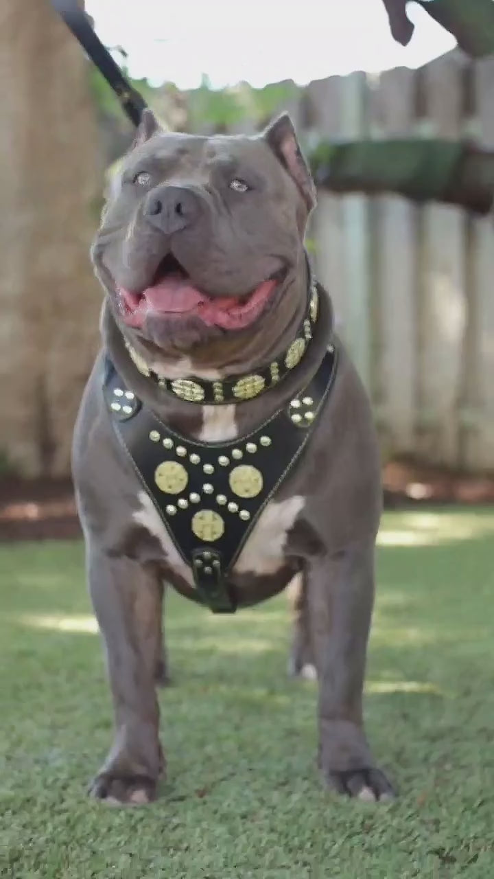 "Maximus Black" BIG dog SET- Harness - collar - lead. Brass rivets