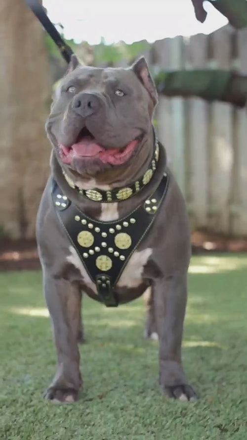 "Maximus Black" BIG dog SET- Harness - collar - lead. Brass rivets