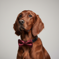 Dapper Dog Fliege - Freche Festgarderobe