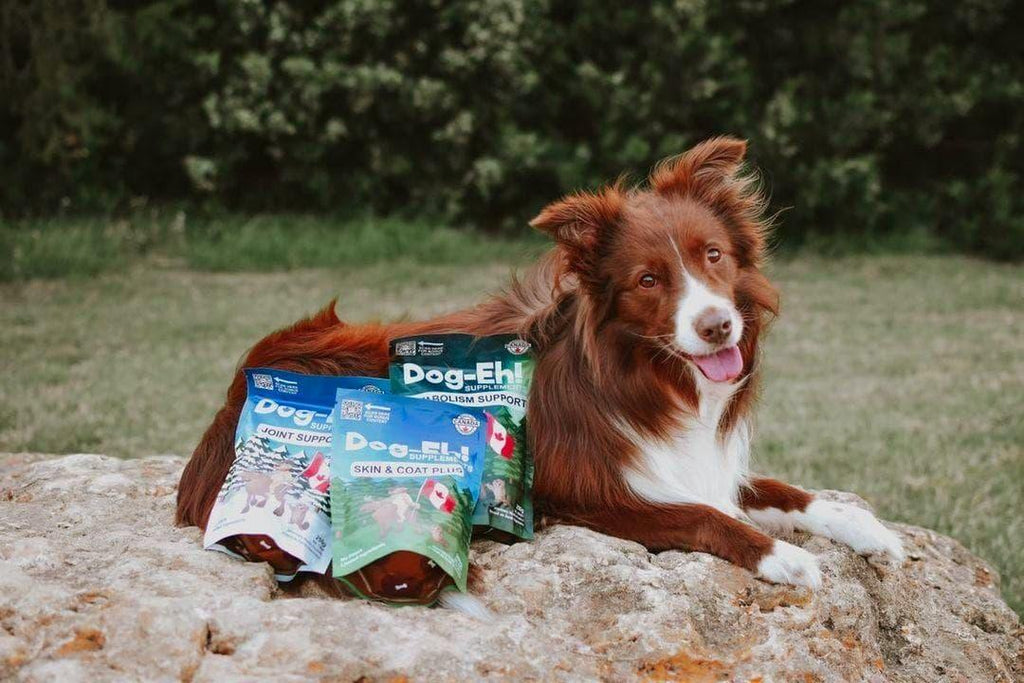 Dog-Eh! Skin & Coat Plus Powder Supplement