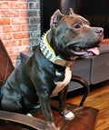 "Silver Giant" Dog collar White