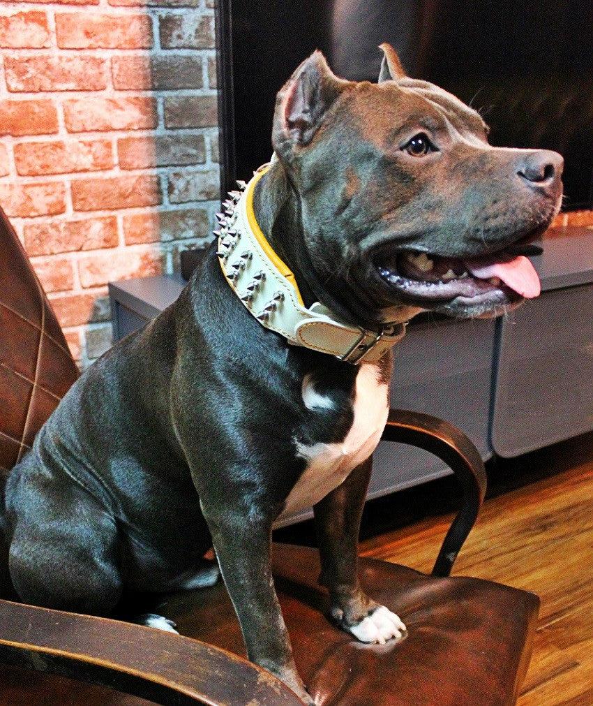 "Silver Giant" Dog collar White