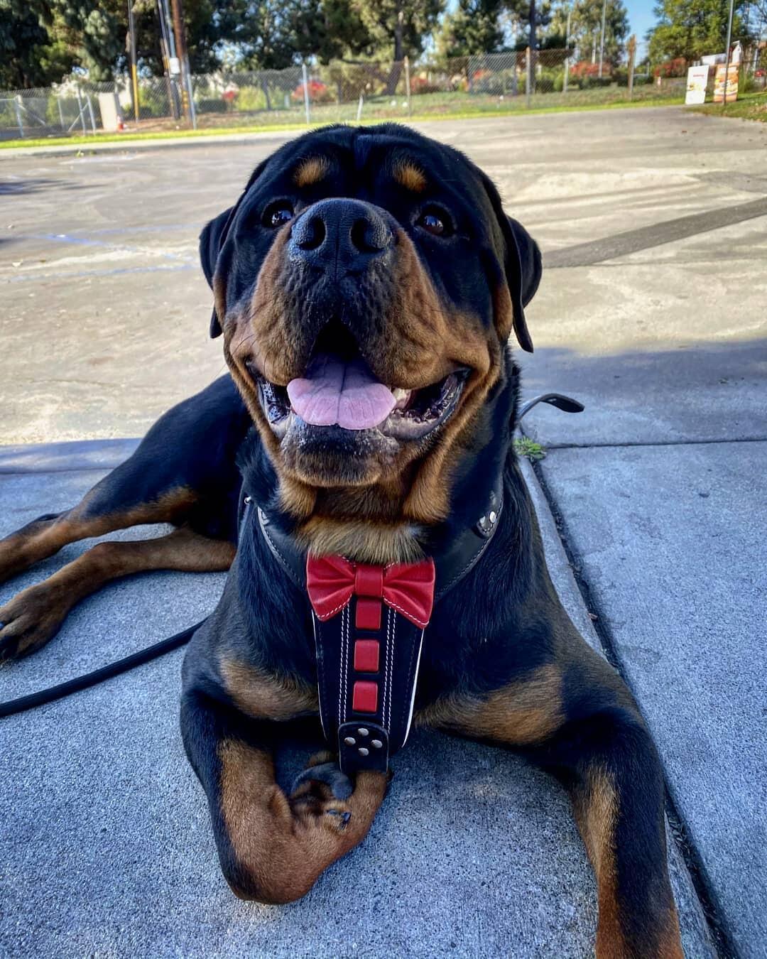 Bestia ''Bowtie'' leather Dog harness