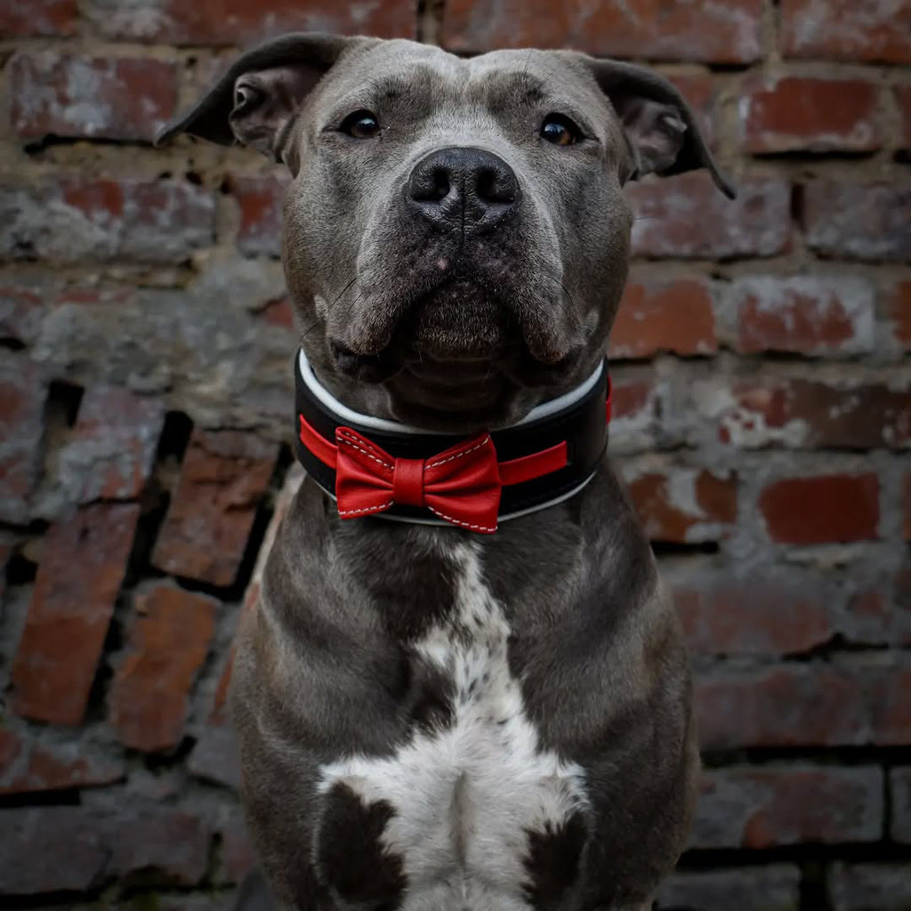 Der "Bowtie"-Kragen schwarz