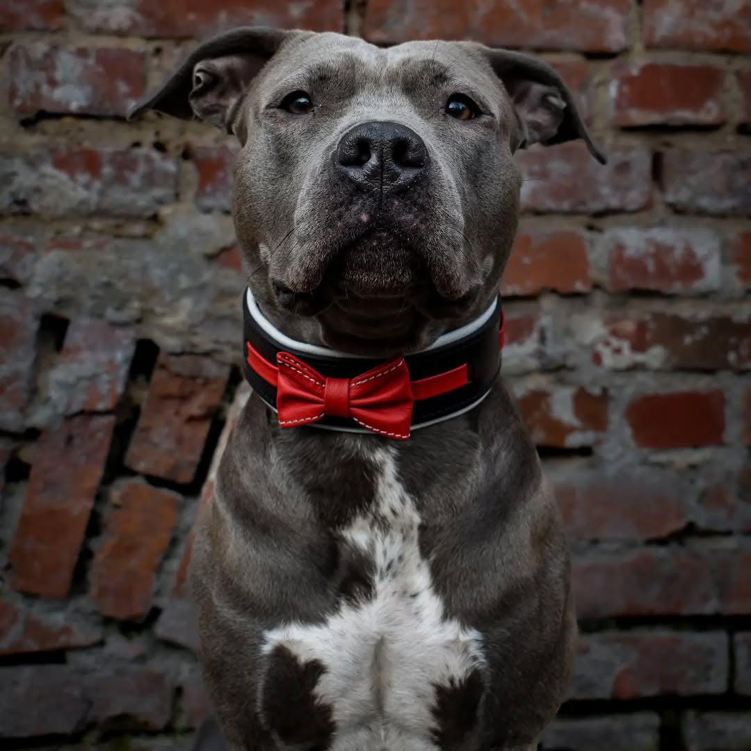 Der "Bowtie"-Kragen schwarz
