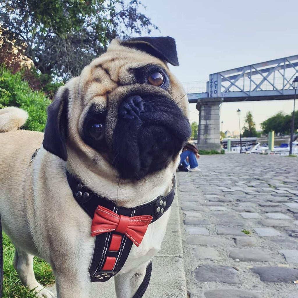El arnés de cuero hecho a mano "Bowtie" negro, talla pequeña a mediana