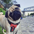 El arnés de cuero hecho a mano "Bowtie" negro, talla pequeña a mediana